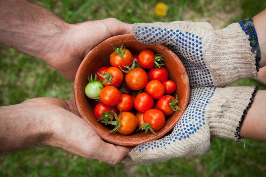 Top down view of two pairs of hands holding a bowl of small tomatoes.