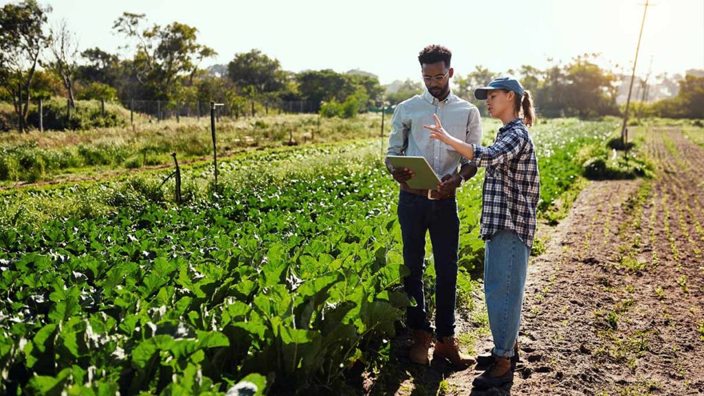 Two people stand in a field looking at a clipboard.